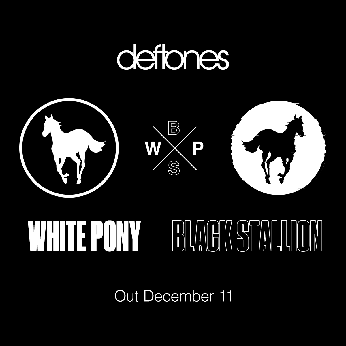 white pony - black stallion